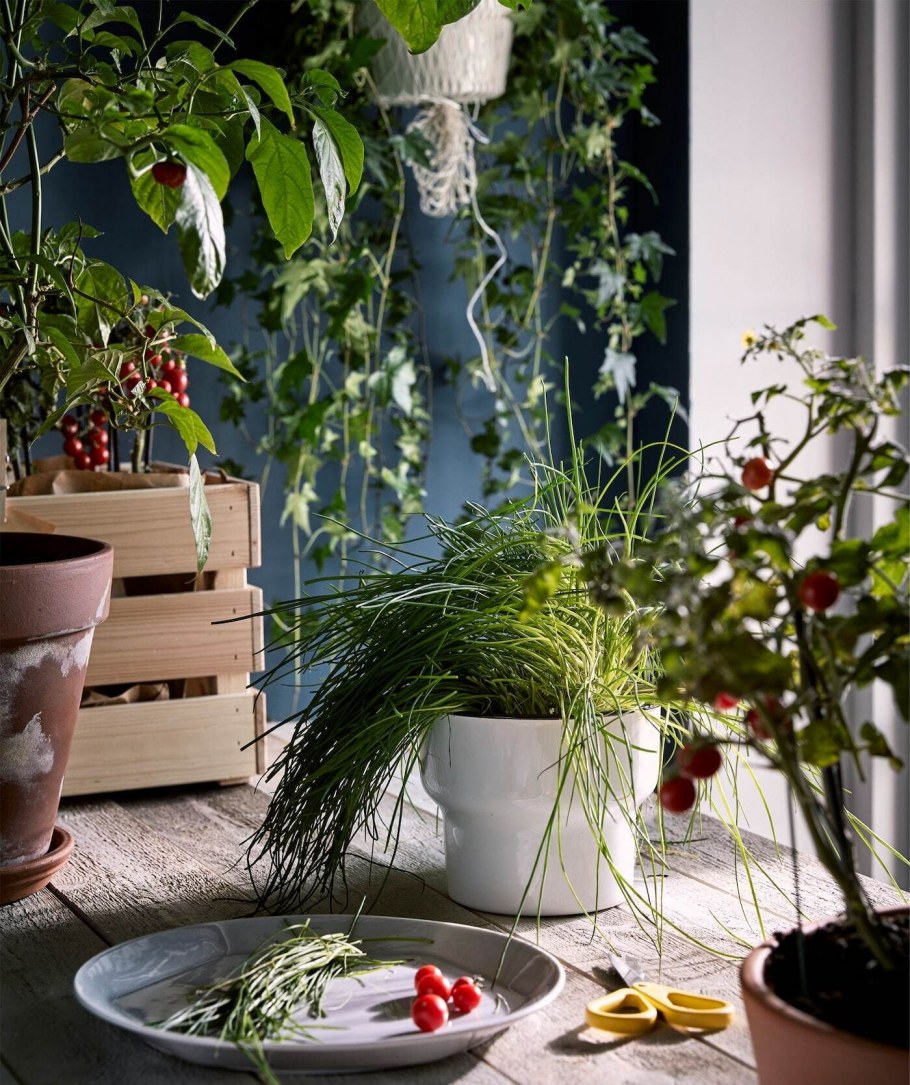 Бюро фитодизайна фикус