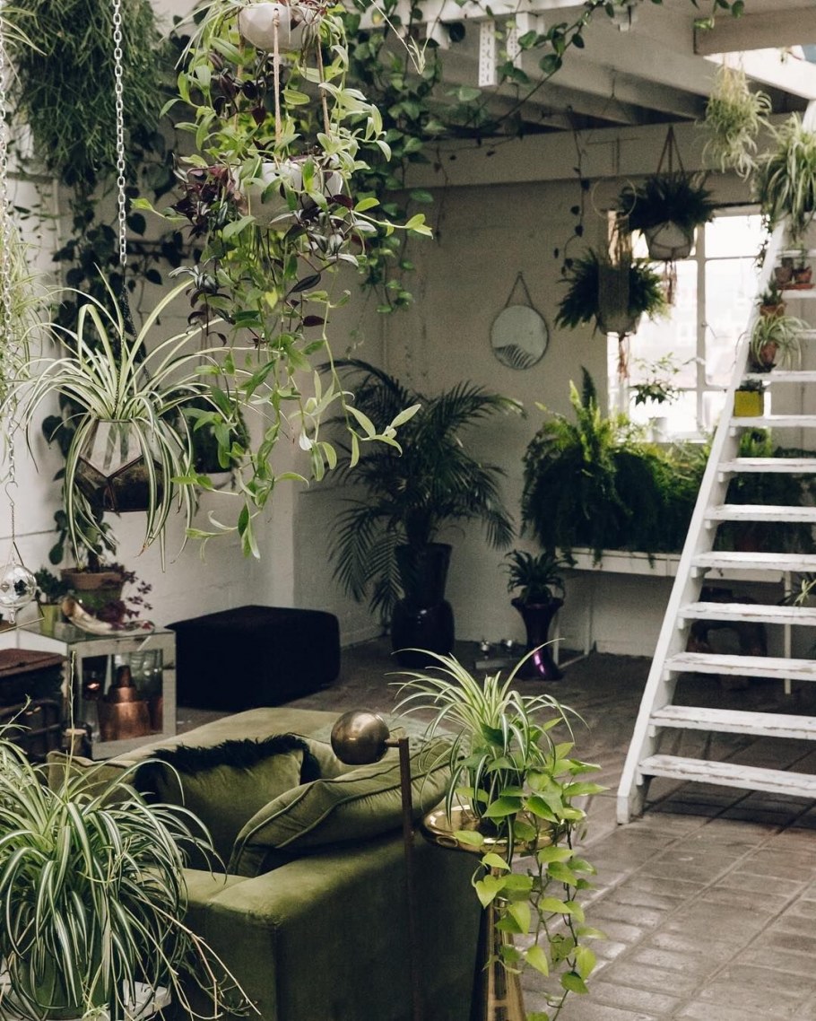 Цветы в горшках в комнате