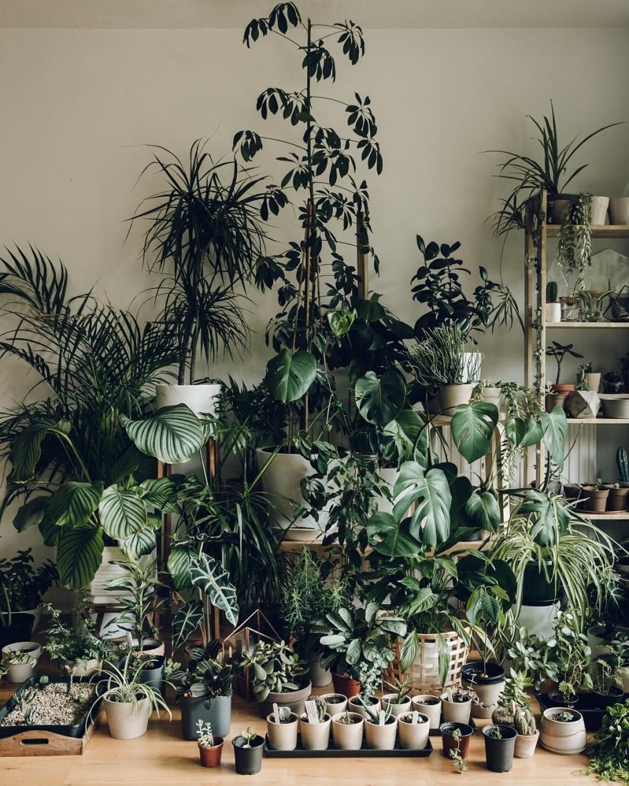 Кактус в горшке