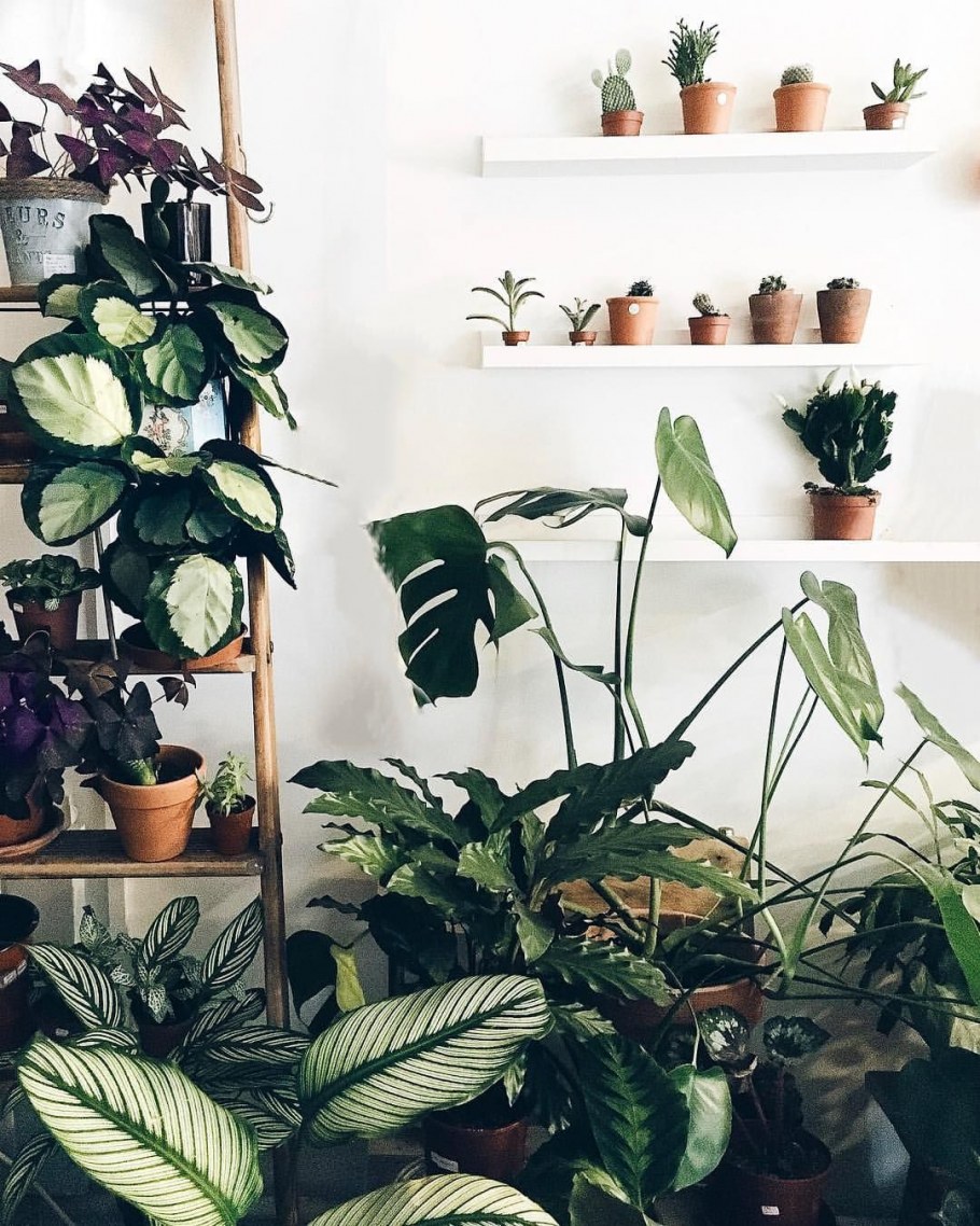 Неприхотливые комнатные растения