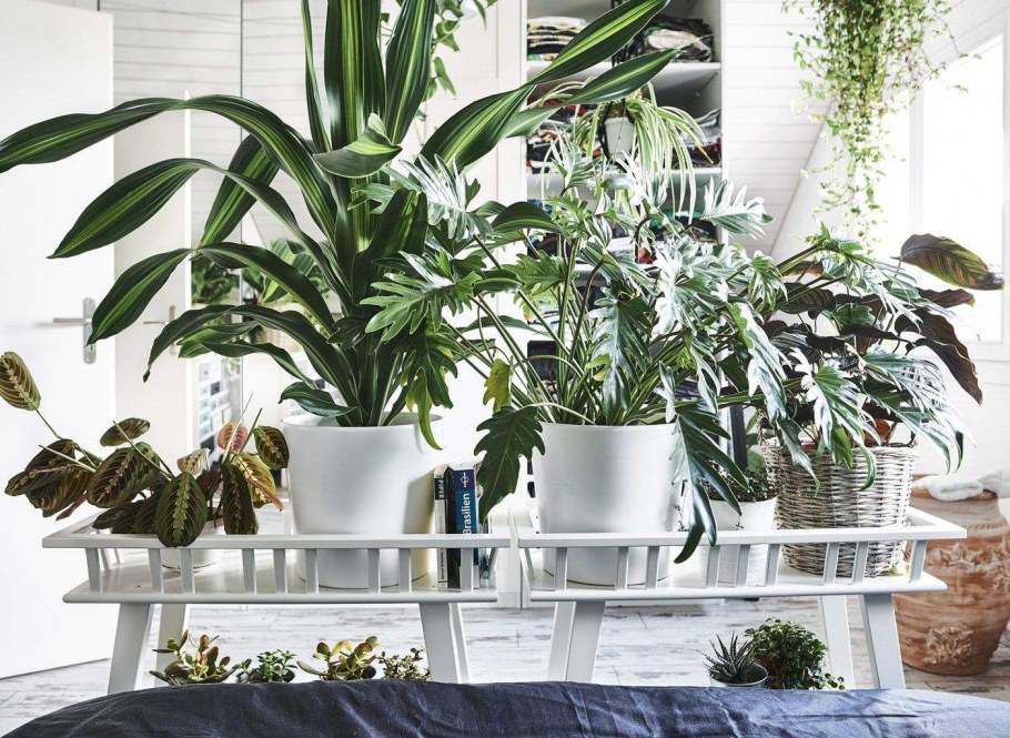 Кактус в комнате