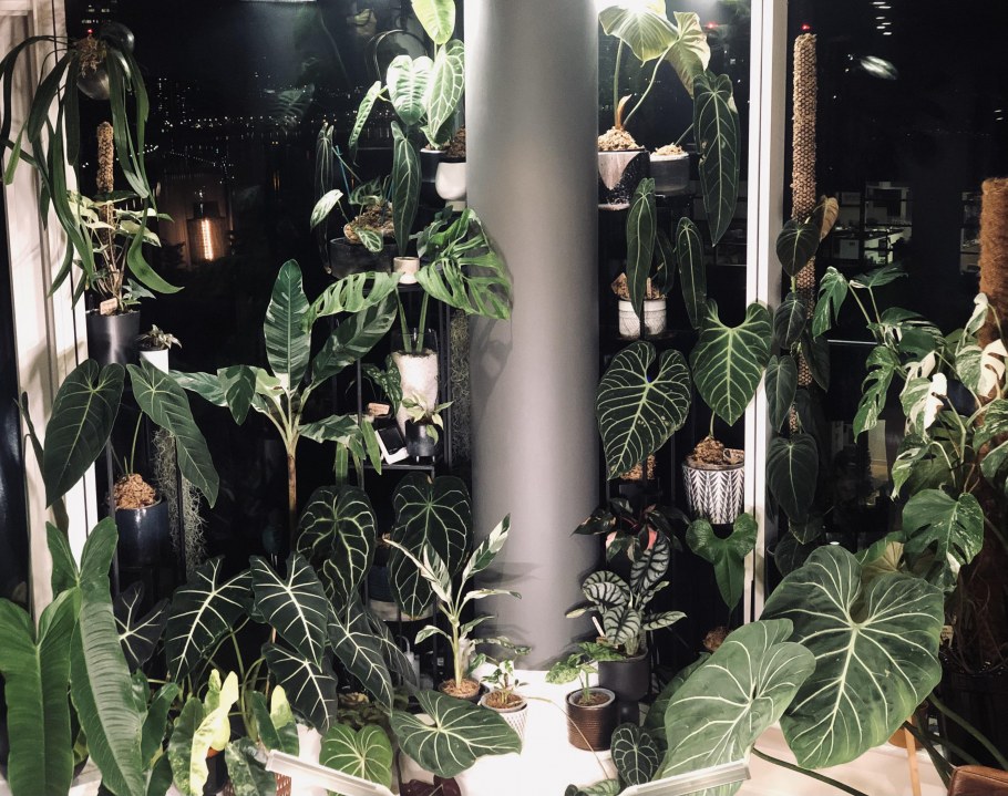 Растения на окне