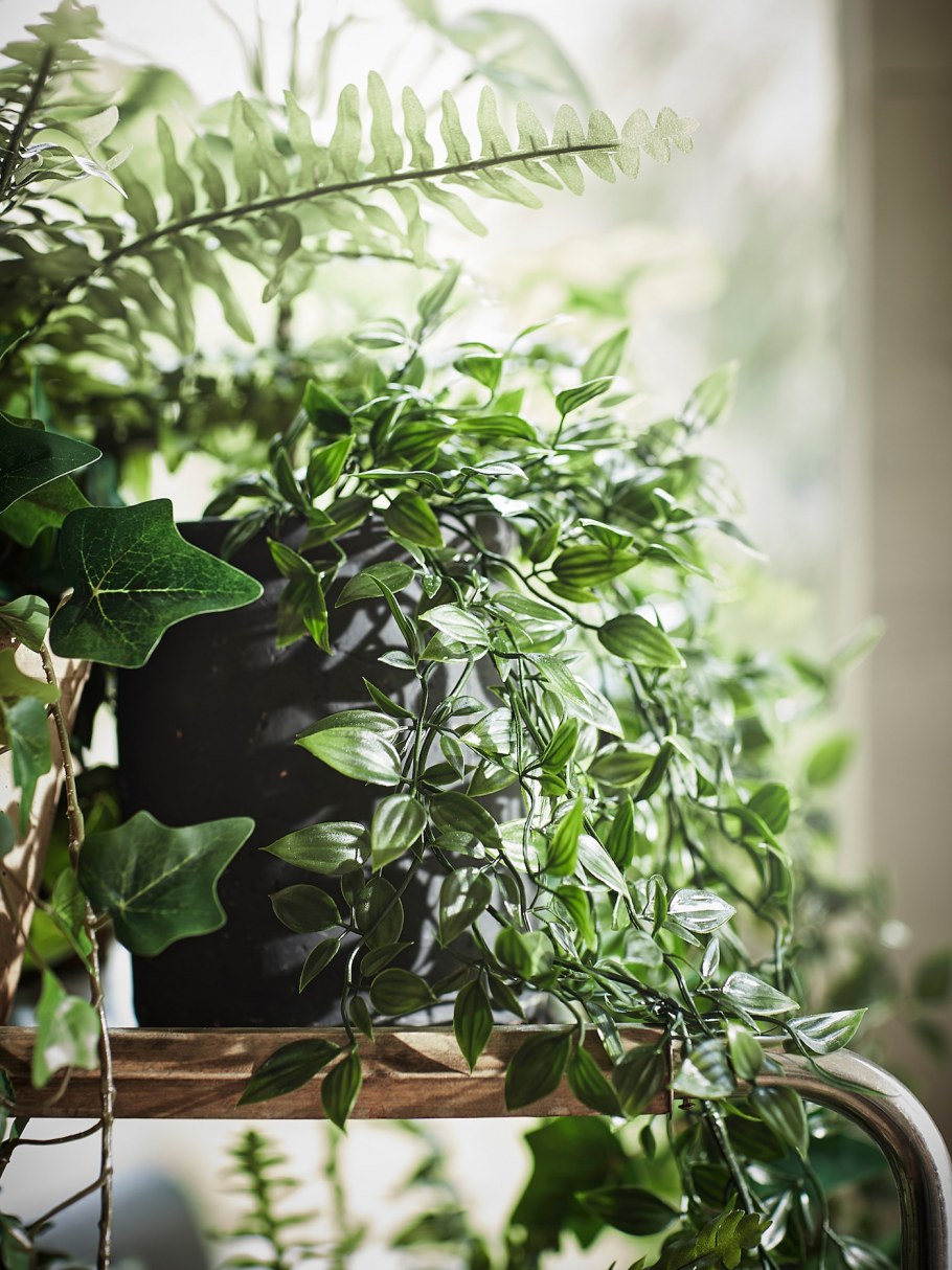 Стильные растения в интерьере