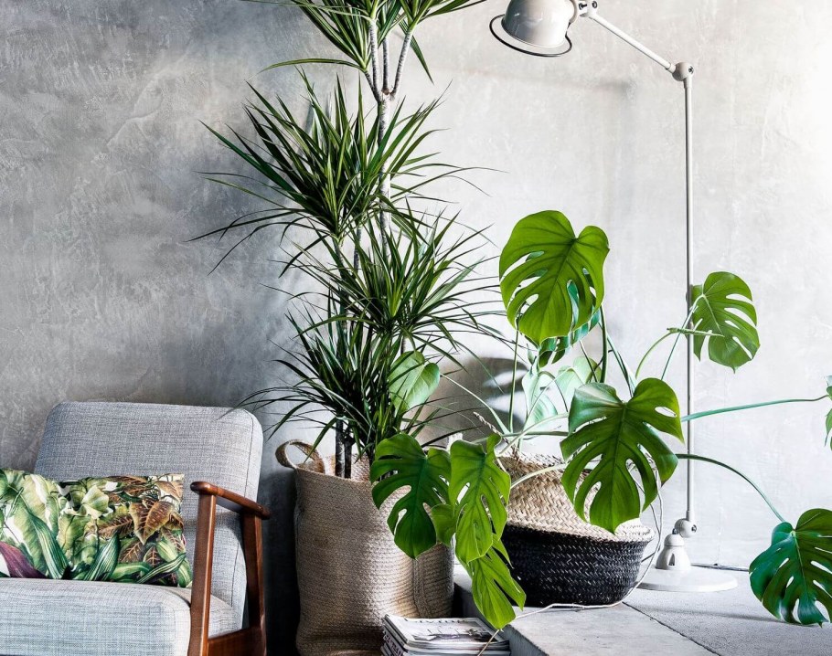 Комнатные растения Эстетика