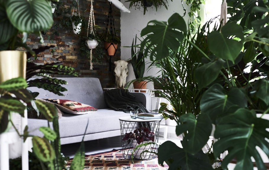 Кактус в горшке Эстетика