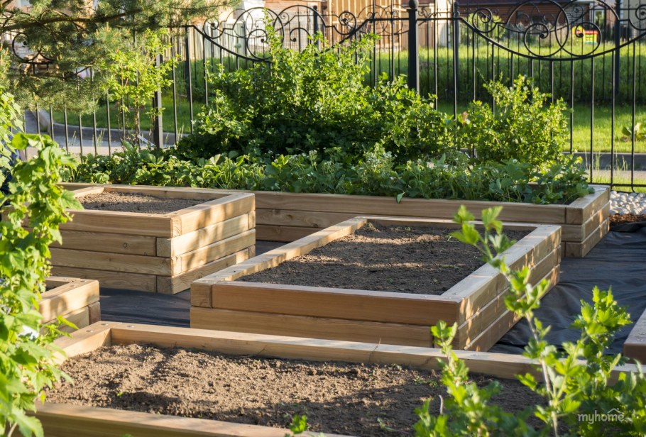 Деревянные грядки для огорода