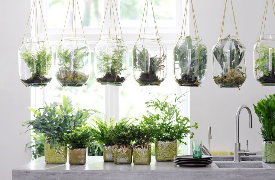 Комнатный садик из растений в интерьере
