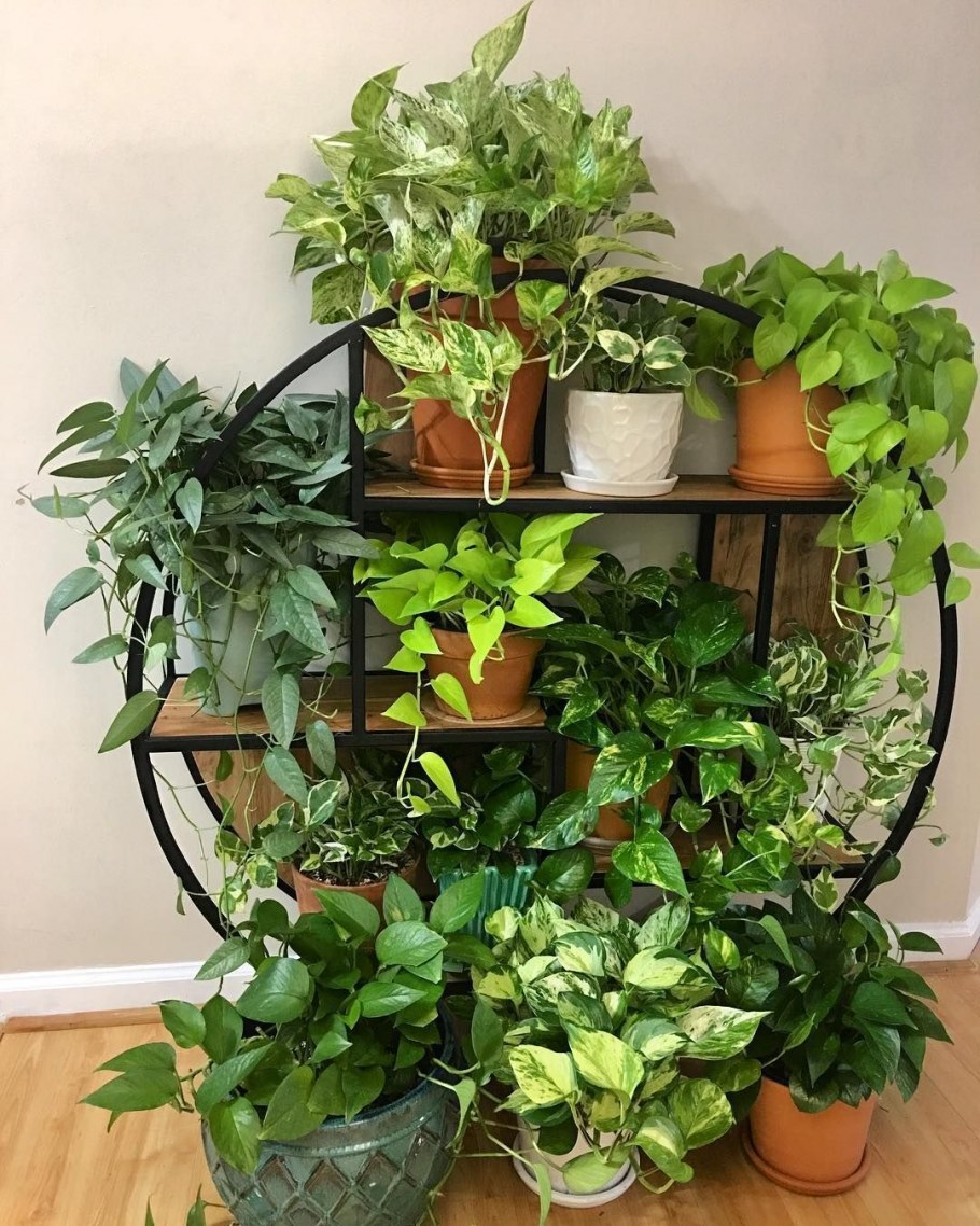 Декор домашних цветов