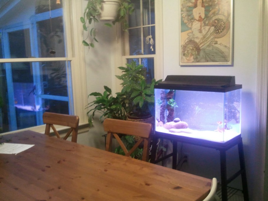 Аквариум на кухне