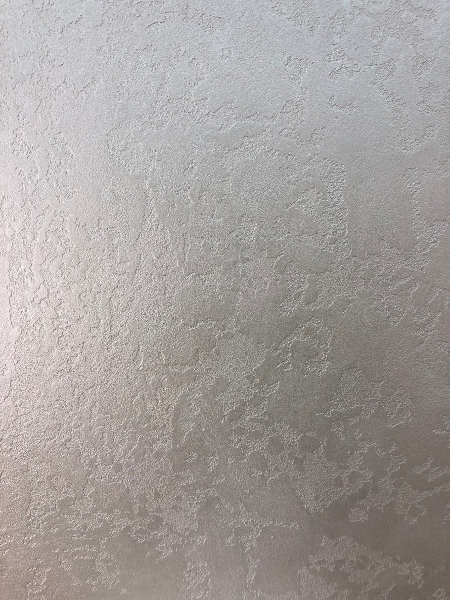 Короед венецианка