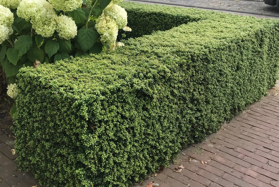 Buxus sempervirens изгородь
