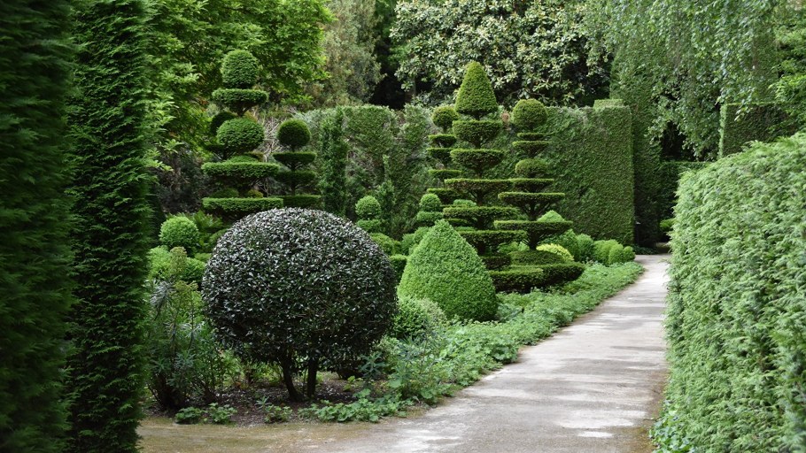 Кусты для сада