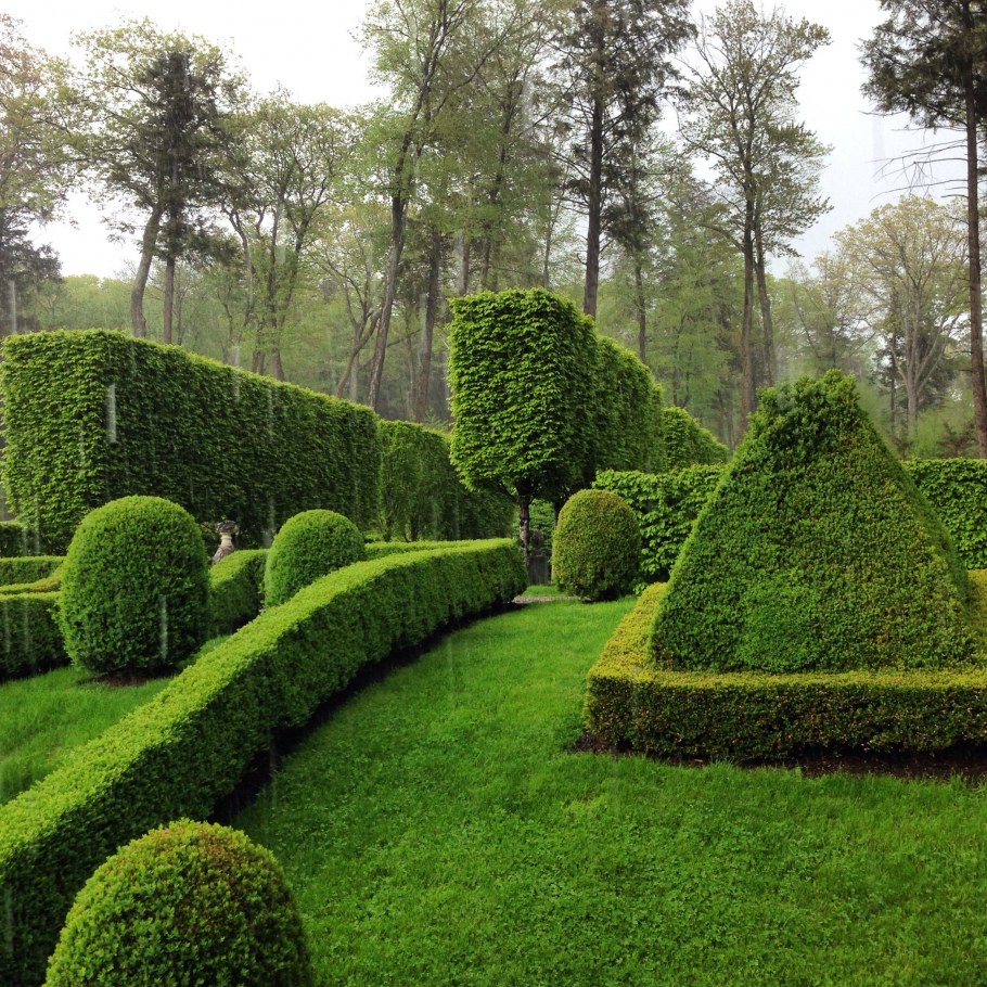 Сады Италии самшит