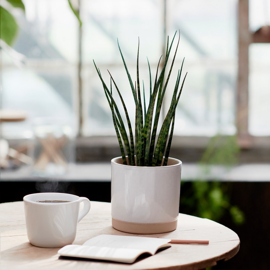 Uppvakta уппвакта кашпо