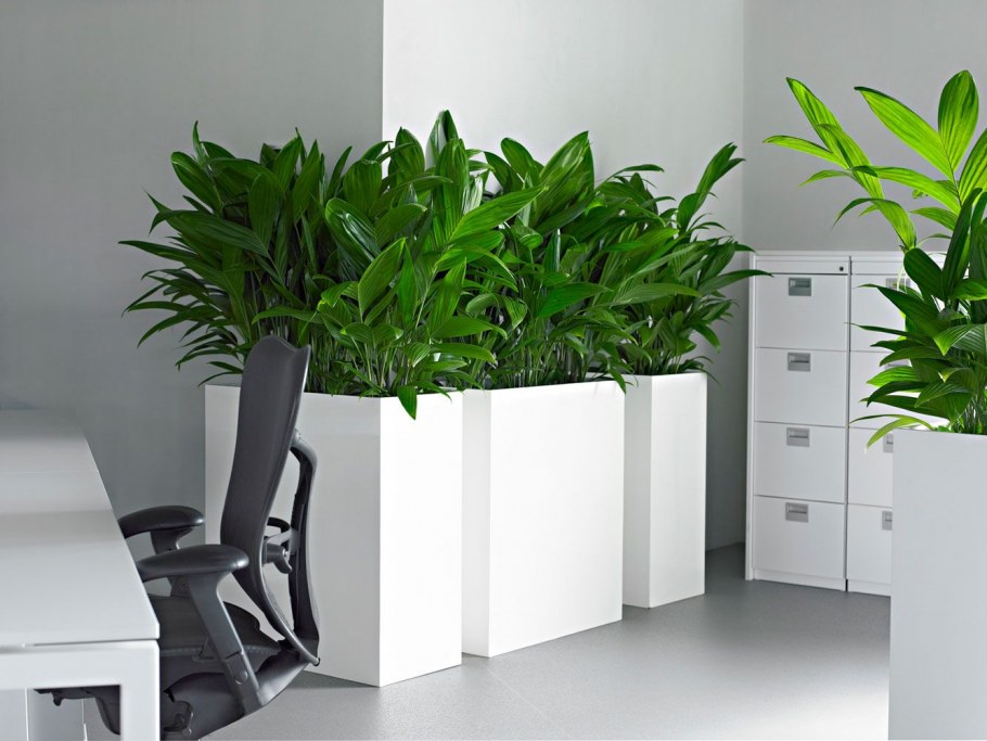 Комнатные цветы для офиса