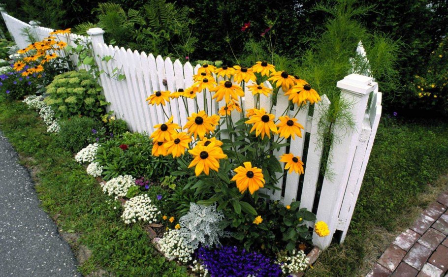 Рудбекия в ландшафтном дизайне