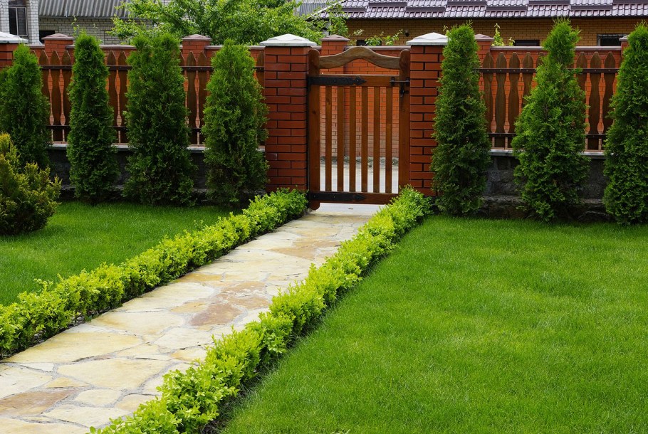 Туя Даника вдоль дорожки