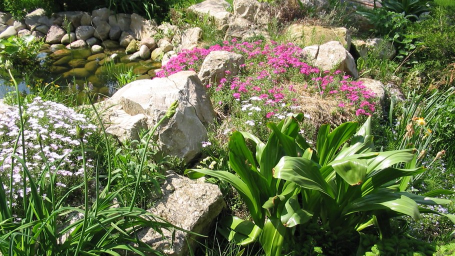 Бадан на альпийской Горке