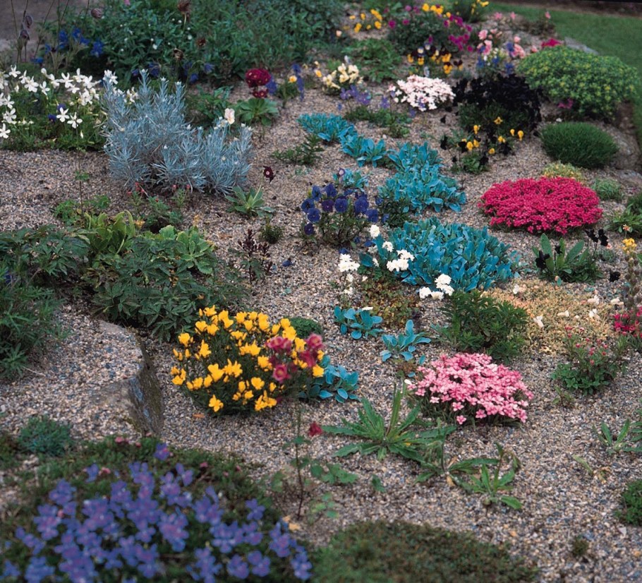 Хризантема почвопокровная