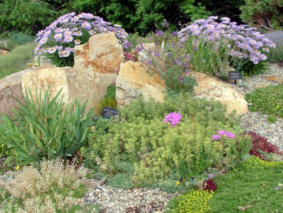 Растения альпинарии, Альпийская горка