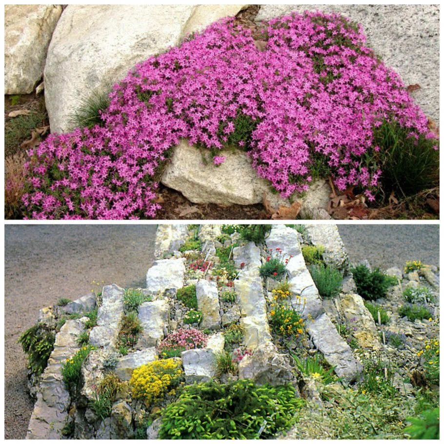 Альпинарий Обриета