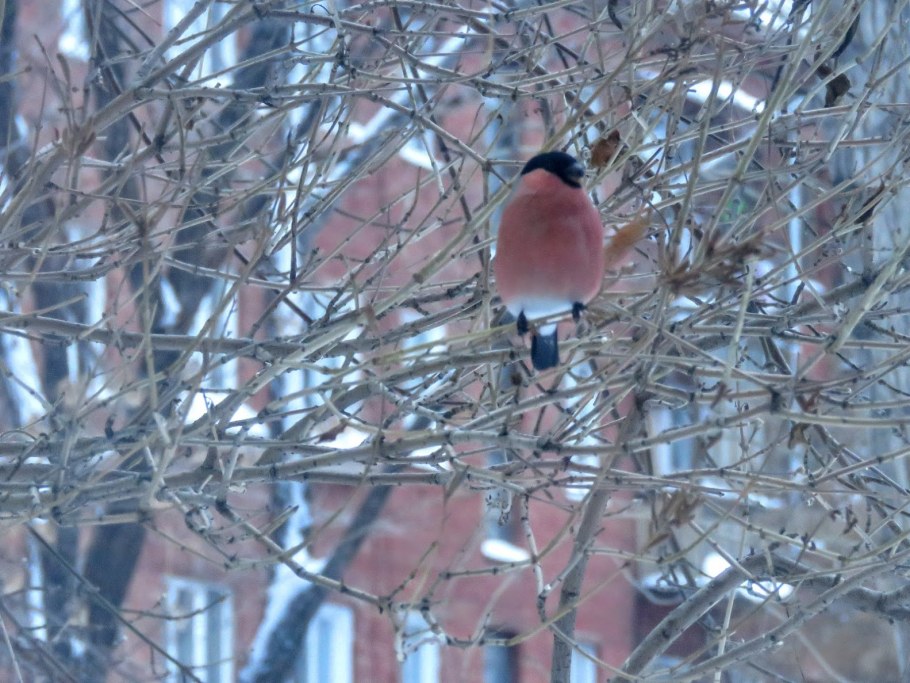 Фото зима Снегири под окном
