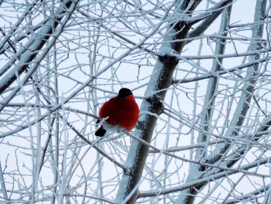 Поселок Снегири Дедовск