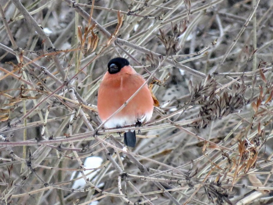 Снегири в деревне фото