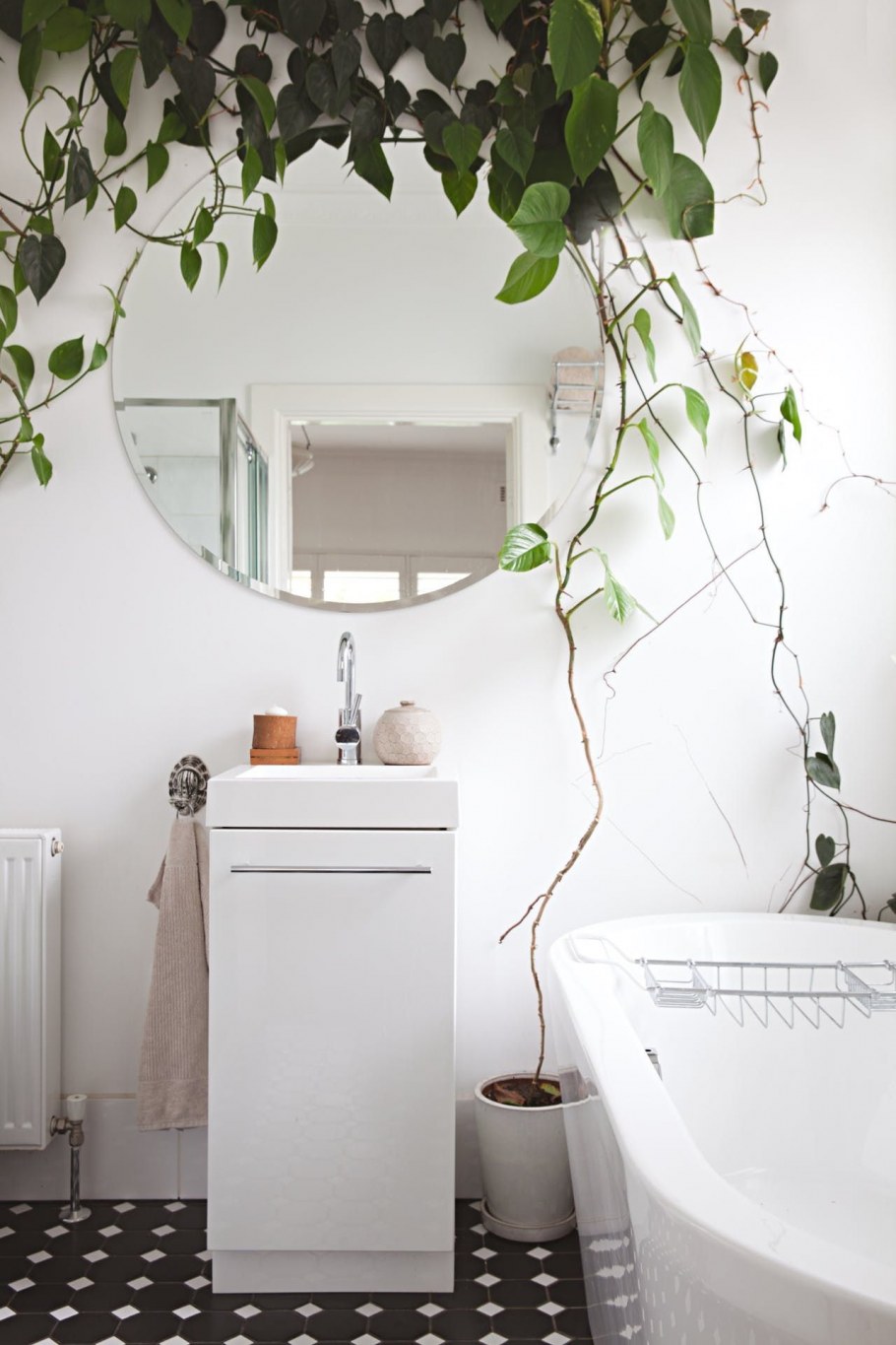 Вьющиеся растения для ванной комнаты