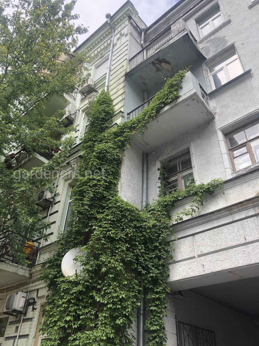 Плющ Hed/4103, ветви зеленые