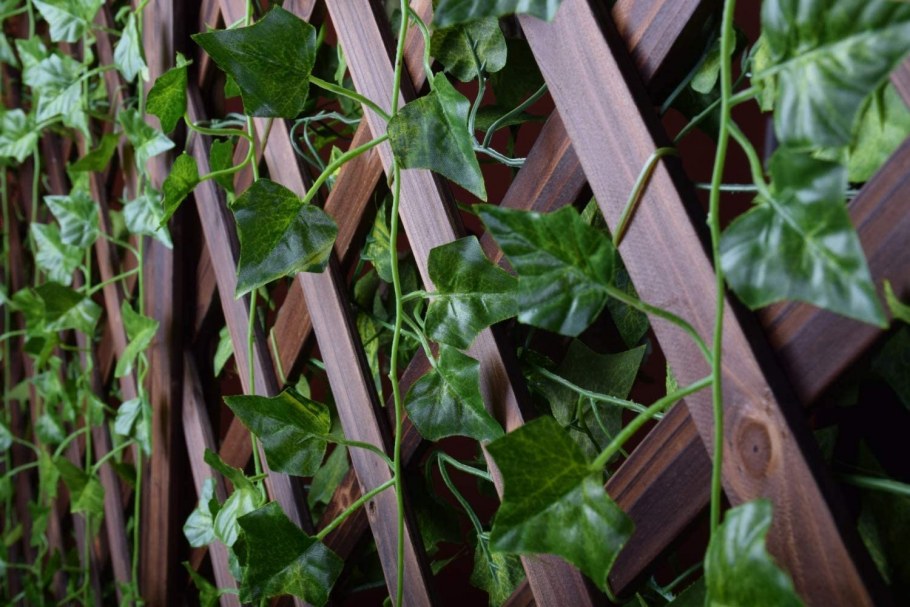 Плющ сорняк