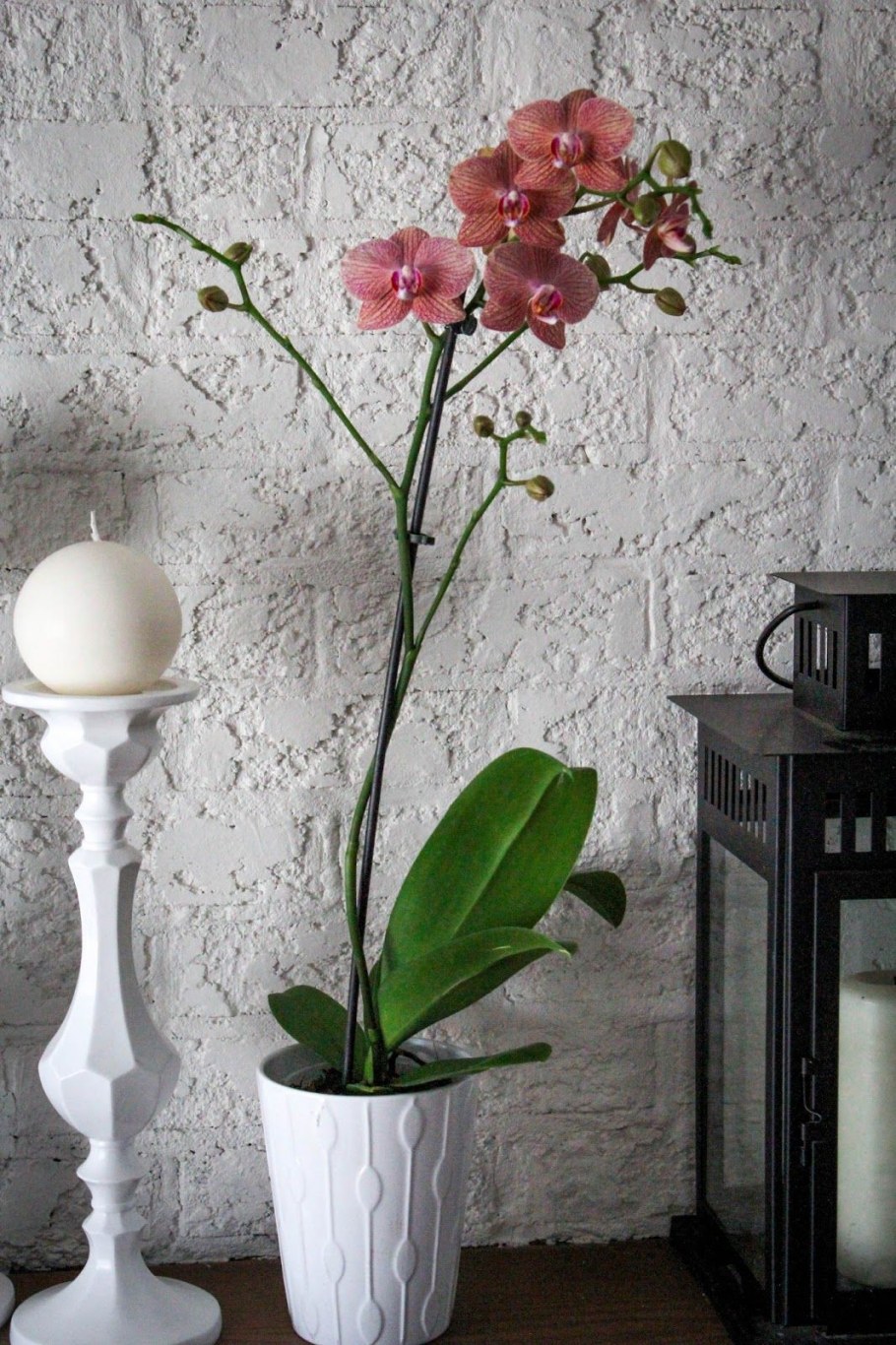 Фаленопсисы в интерьере