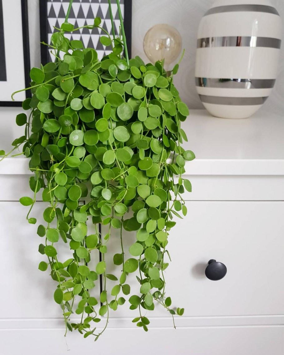 Дисхидия Нуммулария