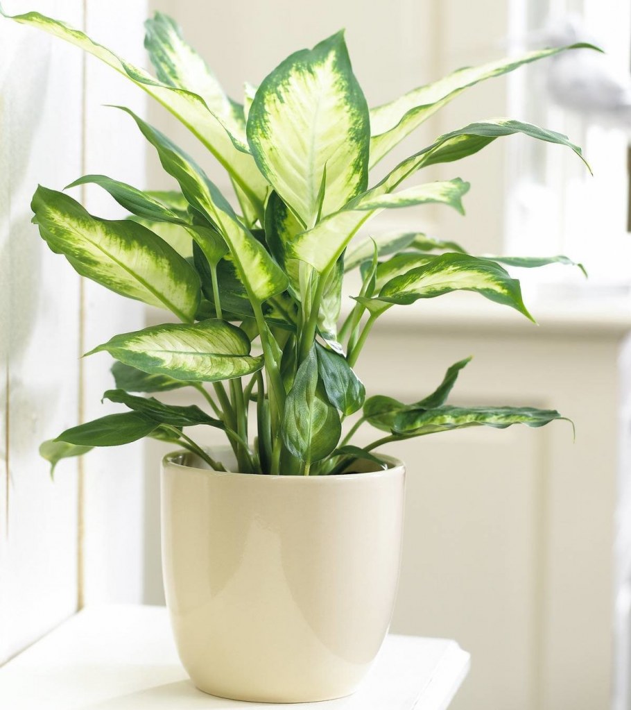 Диффенбахия Камилла (Dieffenbachia Camilla)