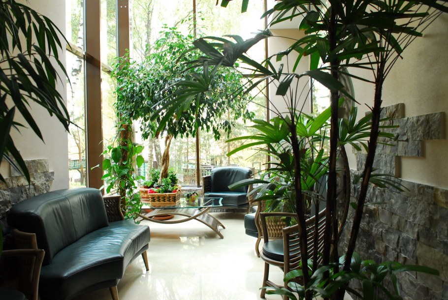 Зимний сад тропики