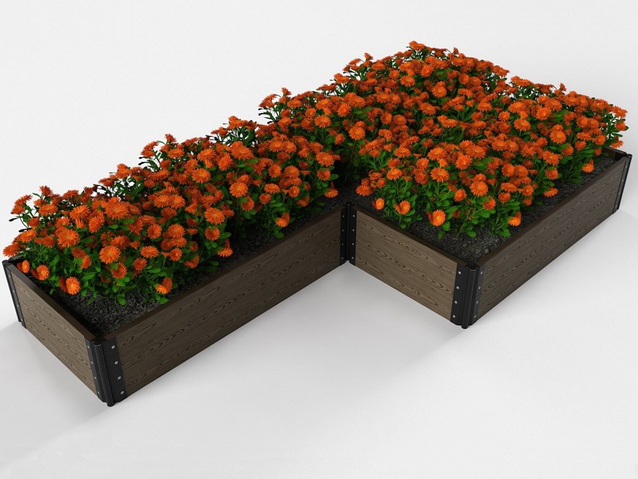 Декоративные цветы для клумбы