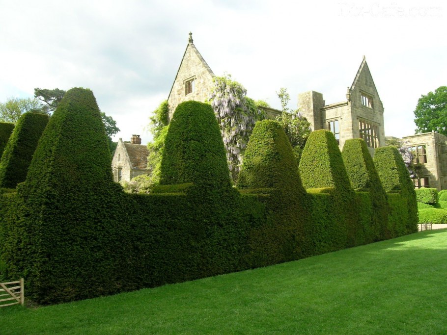 Живая изгородь в Лондоне