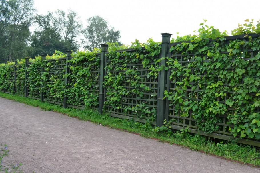 Растения для Шпалерной изгороди