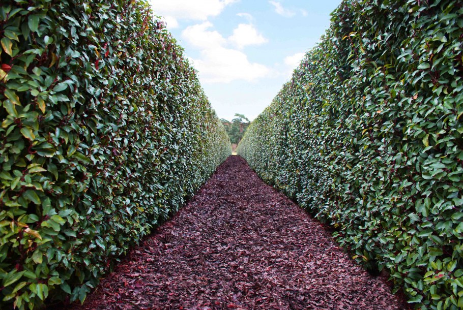 Барбарис обыкновенный Живая изгородь