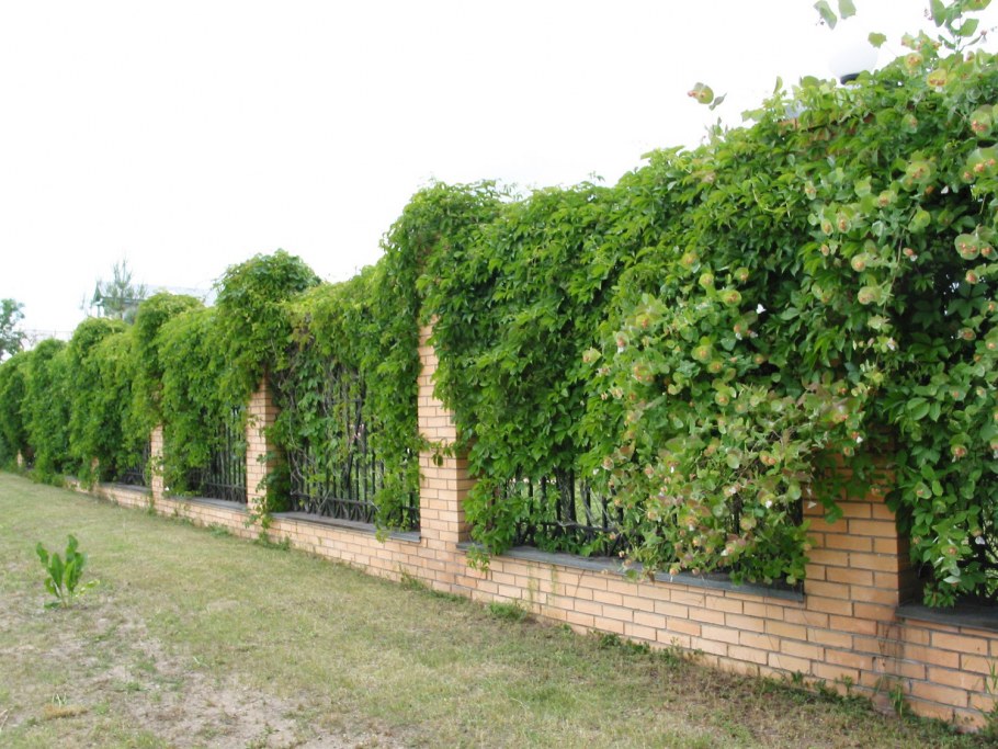 Живая изгородь нестриженная