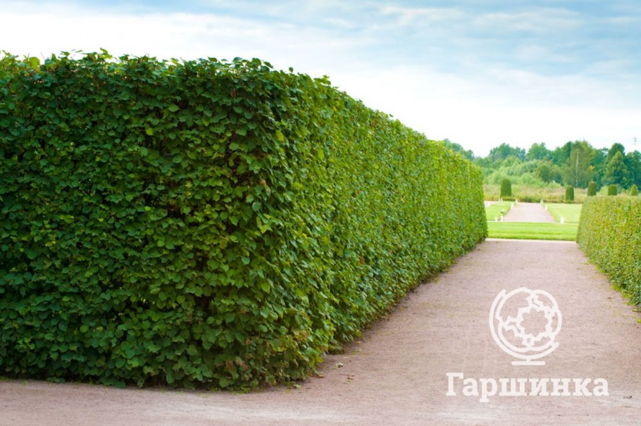 Боярышник однопестичный Живая изгородь