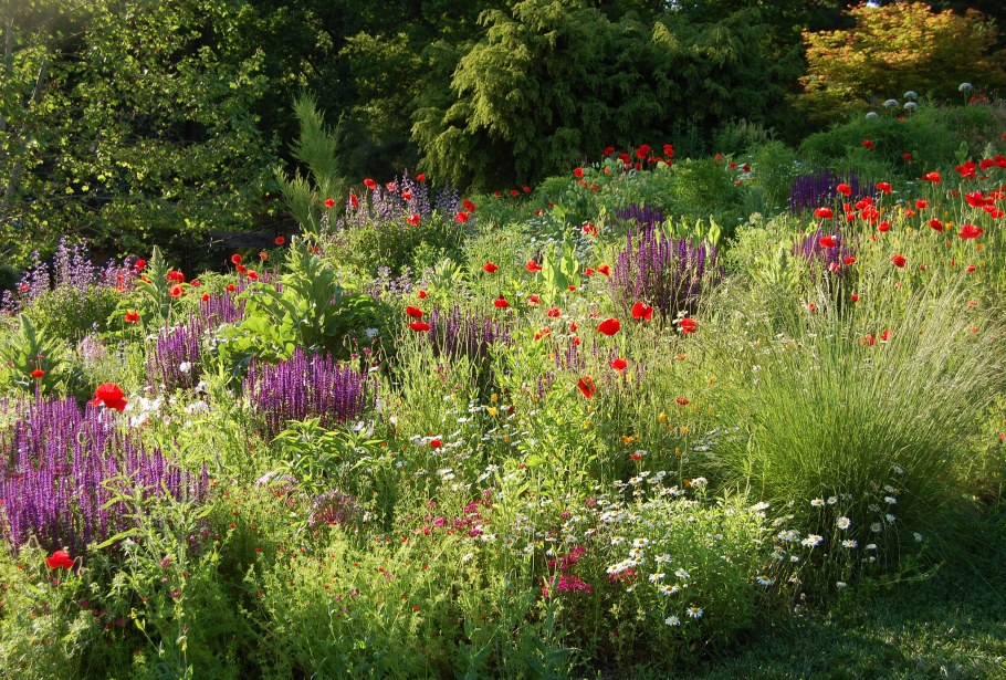 Луговой миксбордер
