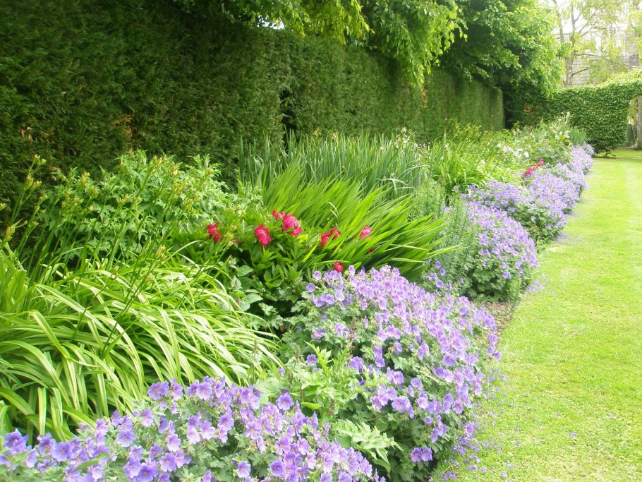 Барвинок в миксбордерах