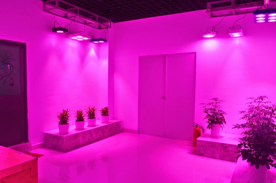 Розовый цвет