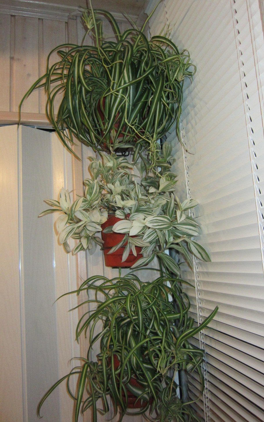 Традесканция Fluminensis Tricolor