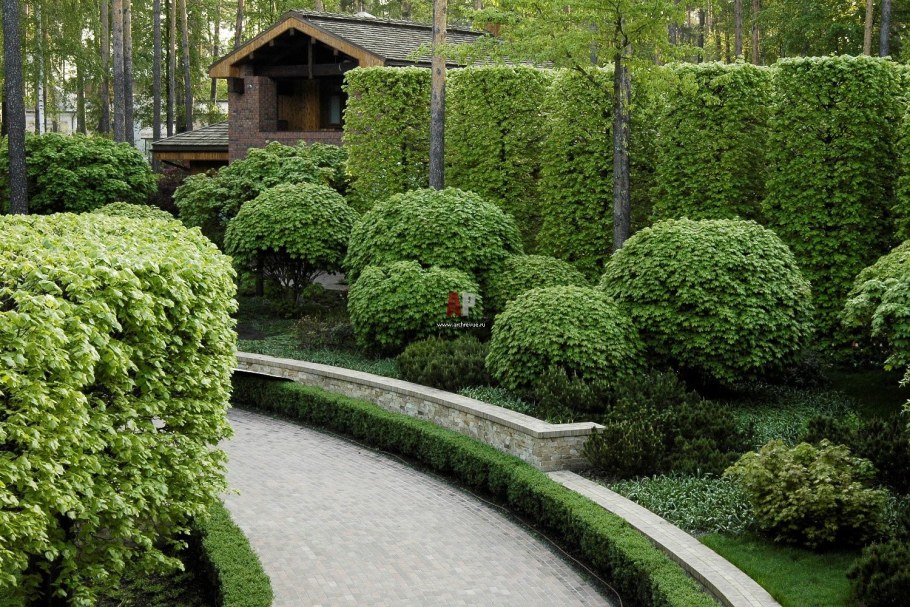 Туя Даника Живая изгородь