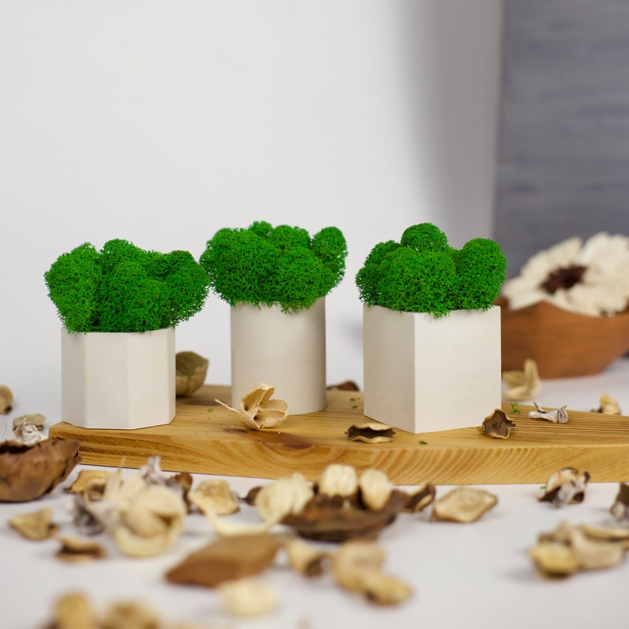 Стабилизированный мох в интерьере клиники