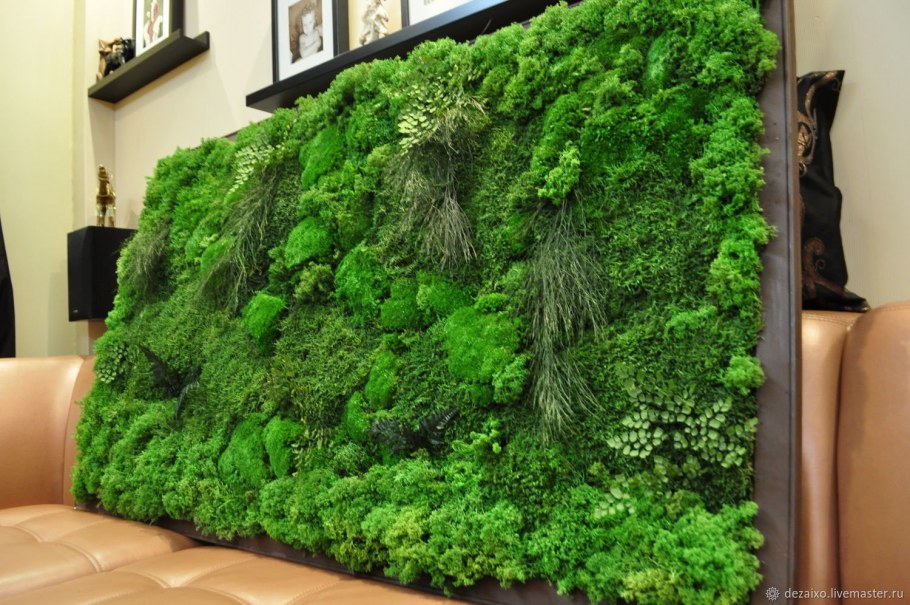 Фитостена ягель