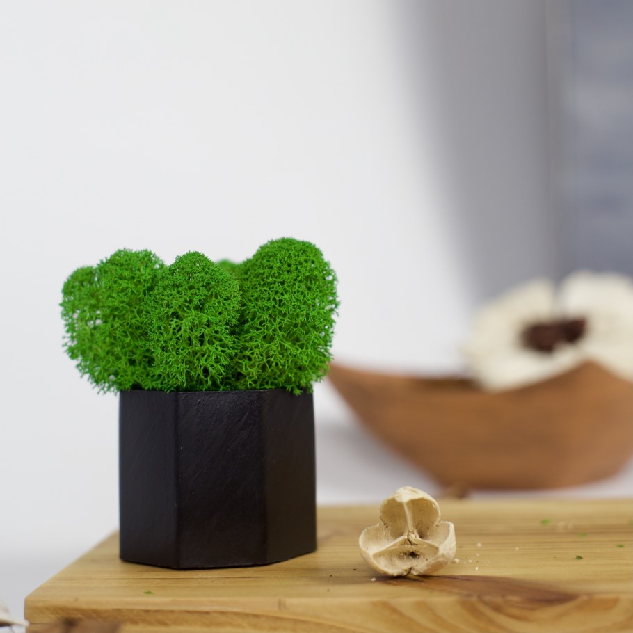 Стабилизированный мох