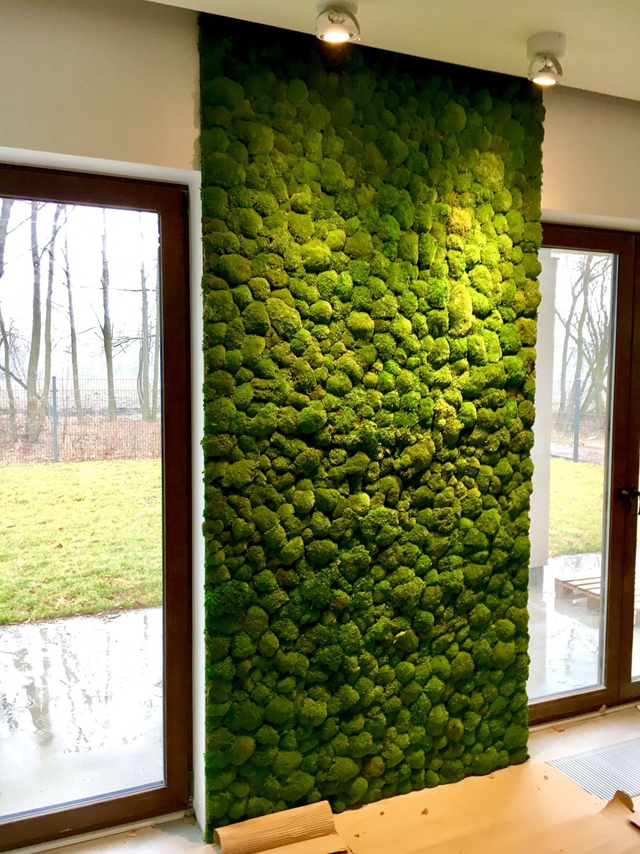 Фитостена мох